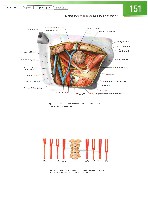 Sobotta Atlas of Human Anatomy  Head,Neck,Upper Limb Volume1 2006, page 158